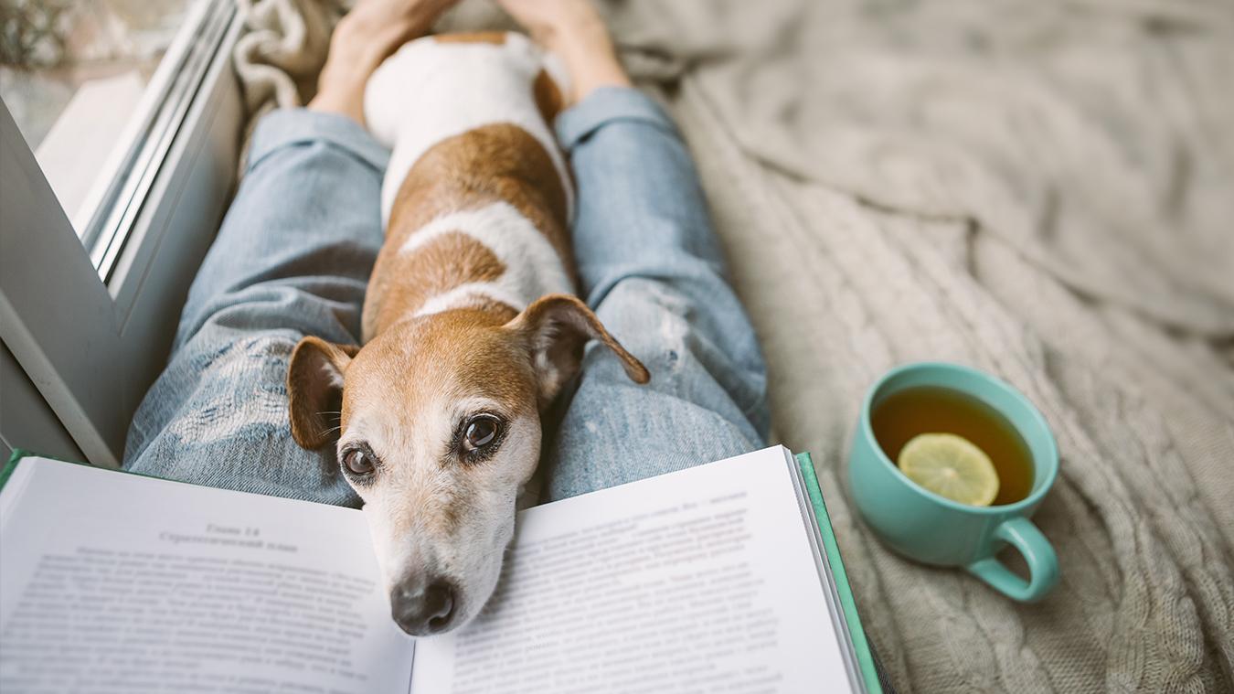 dog and book