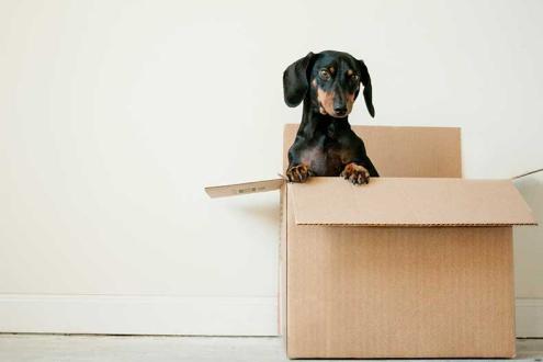 little dog in brown box