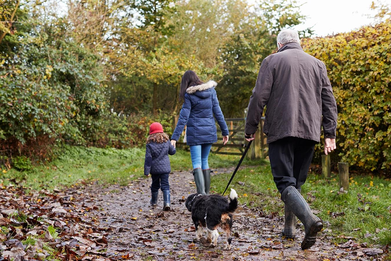 Dog Walking Stock Image