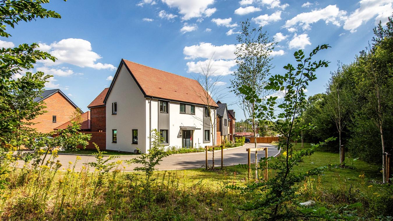 Stortford woodland