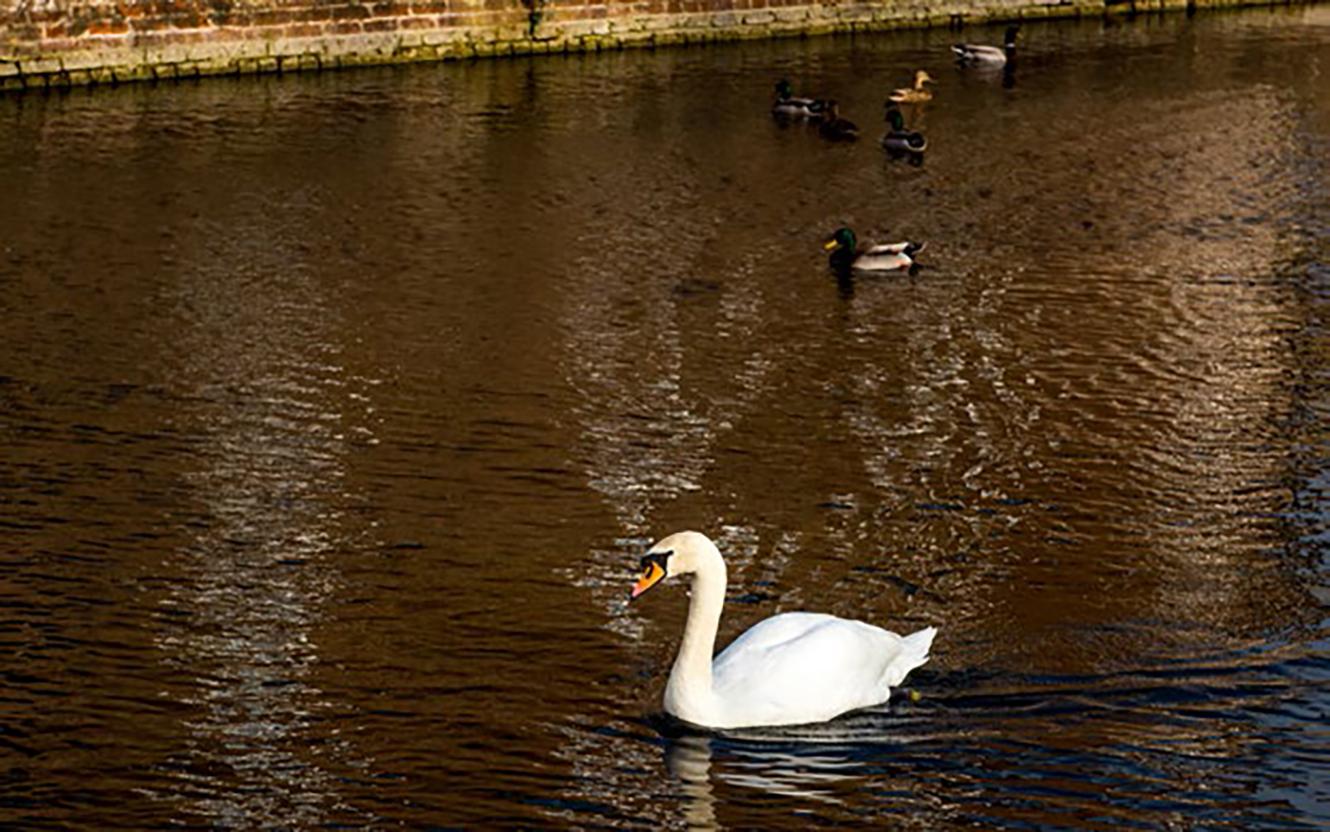 Swan - foals